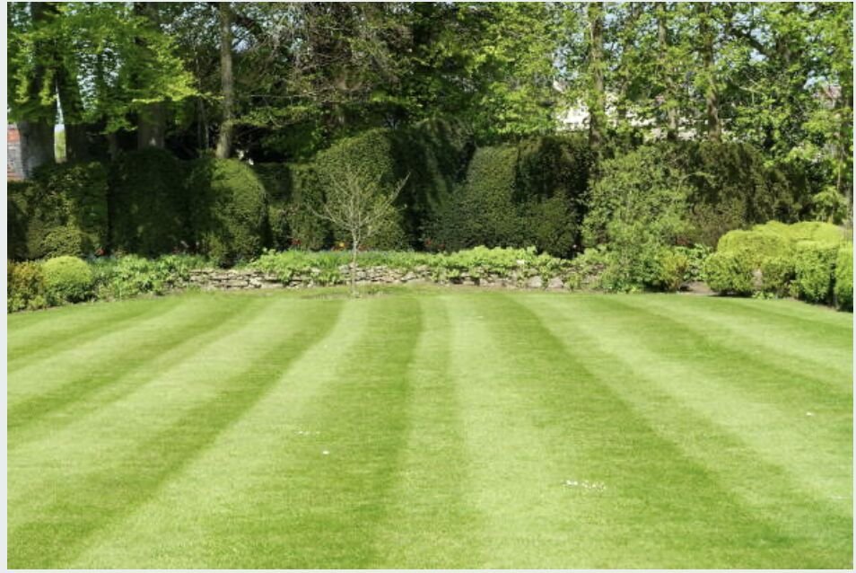 Freshly striped lawn